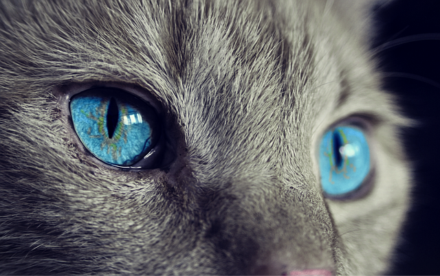 modré kočičí oči